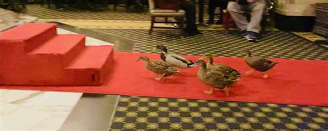 De Peabody Ducks: Een dagelijks mars naar de fontein en een onvergetelijk hotelzicht!